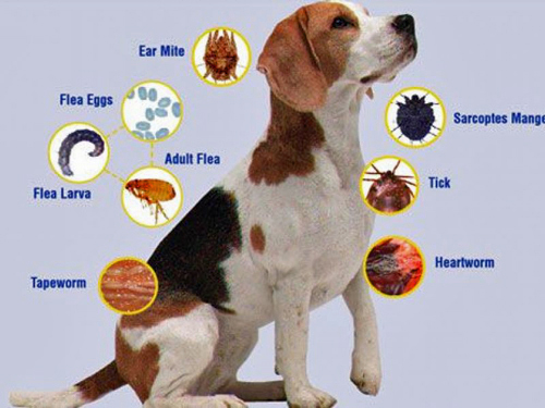 how to get rid of parasites in dogs