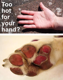 Too hot for your hand? Too hot for your dog.
